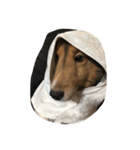 Lifeis...sheltie（個別スタンプ：2）