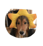 Lifeis...sheltie（個別スタンプ：3）