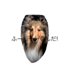 Lifeis...sheltie（個別スタンプ：5）