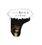Lifeis...sheltie（個別スタンプ：6）
