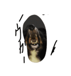 Lifeis...sheltie（個別スタンプ：7）