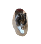 Lifeis...sheltie（個別スタンプ：8）