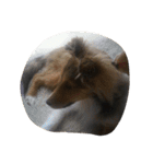 Lifeis...sheltie（個別スタンプ：9）