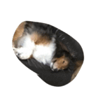 Lifeis...sheltie（個別スタンプ：11）