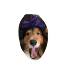 Lifeis...sheltie（個別スタンプ：12）