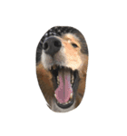 Lifeis...sheltie（個別スタンプ：13）
