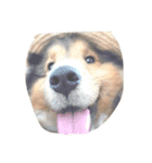 Lifeis...sheltie（個別スタンプ：14）