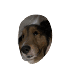 Lifeis...sheltie（個別スタンプ：15）