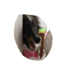 Lifeis...sheltie（個別スタンプ：16）