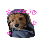 チロちゃん修正版（個別スタンプ：1）