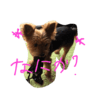 チロちゃん修正版（個別スタンプ：8）