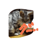 torairo（個別スタンプ：1）