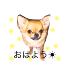 チワワ プリン（個別スタンプ：1）