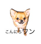 チワワ プリン（個別スタンプ：2）