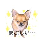 チワワ プリン（個別スタンプ：7）