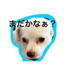 元保護犬チワックスのひまわりです。（個別スタンプ：1）
