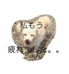 元保護犬チワックスのひまわりです。（個別スタンプ：2）