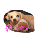元保護犬チワックスのひまわりです。（個別スタンプ：6）