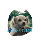元保護犬チワックスのひまわりです。（個別スタンプ：7）