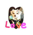 元保護犬チワックスのひまわりです。（個別スタンプ：8）