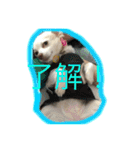 元保護犬チワックスのひまわりです。（個別スタンプ：9）
