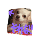 元保護犬チワックスのひまわりです。（個別スタンプ：10）