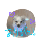元保護犬チワックスのひまわりです。（個別スタンプ：12）