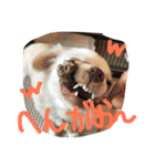 元保護犬チワックスのひまわりです。（個別スタンプ：13）