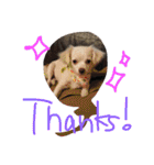 元保護犬チワックスのひまわりです。（個別スタンプ：14）
