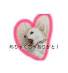 元保護犬チワックスのひまわりです。（個別スタンプ：17）