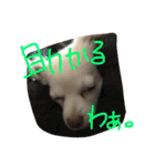 元保護犬チワックスのひまわりです。（個別スタンプ：18）