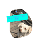 元保護犬チワックスのひまわりです。（個別スタンプ：19）