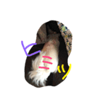 元保護犬チワックスのひまわりです。（個別スタンプ：20）