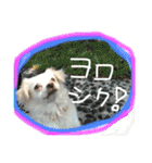 元保護犬チワックスのひまわりです。（個別スタンプ：21）