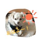 元保護犬チワックスのひまわりです。（個別スタンプ：23）