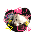 元保護犬チワックスのひまわりです。（個別スタンプ：24）