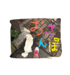 元保護犬チワックスのひまわりです。（個別スタンプ：25）