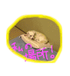 元保護犬チワックスのひまわりです。（個別スタンプ：26）