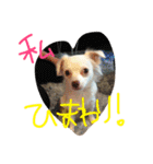 元保護犬チワックスのひまわりです。（個別スタンプ：28）