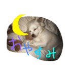 元保護犬チワックスのひまわりです。（個別スタンプ：29）
