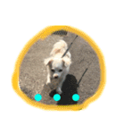 元保護犬チワックスのひまわりです。（個別スタンプ：30）