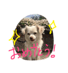 元保護犬チワックスのひまわりです。（個別スタンプ：31）
