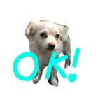 元保護犬チワックスのひまわりです。（個別スタンプ：32）