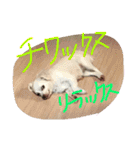 元保護犬チワックスのひまわりです。（個別スタンプ：34）