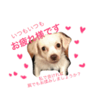 元保護犬チワックスのひまわりです。（個別スタンプ：35）