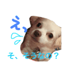 元保護犬チワックスのひまわりです。（個別スタンプ：36）