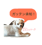 元保護犬チワックスのひまわりです。（個別スタンプ：37）
