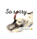 元保護犬チワックスのひまわりです。（個別スタンプ：38）