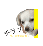 元保護犬チワックスのひまわりです。（個別スタンプ：39）