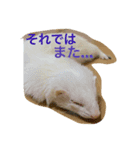 もじゃもじゃ1（個別スタンプ：3）
